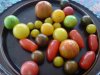 Tomaten.JPG