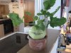 kohlrabiprojekt 001.jpg