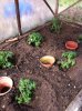 A-Tomaten-4-13.jpg