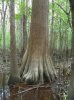 BaldCypress.jpg BaldCypress.jpg