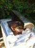 Grill1.jpg