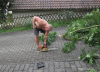 baum 2.PNG