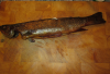fisch1.PNG