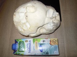 Pilz.JPG