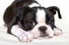 47879385_0410BostonTerrier14.jpg