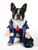 Boston-Terrier-2-picture.jpg