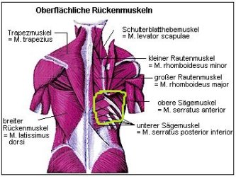rueckenmuskeln.jpg rueckenmuskeln.jpg