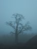 fog_tree.jpg