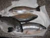 räucher fisch 001.jpg