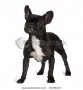 stock-photo-dog-french-bulldog-black-looking-up-standing-in-front-of-a-white-background-34359127.jpg