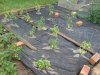 DSC00137.jpg