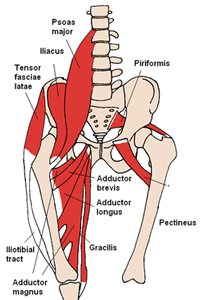 Anterior_Hip_Muscles.jpg