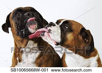 boxer-hunde-weiss_%7ESB10065668W-001.jpg