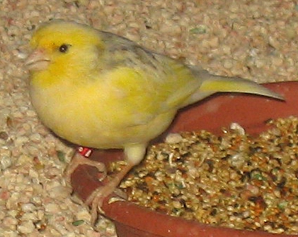 Yellow_finch_1.jpg