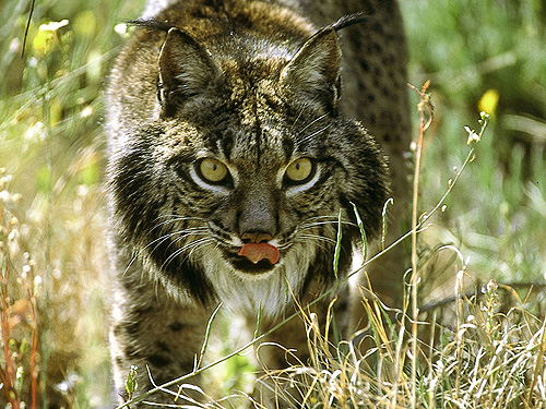 iberian-lynx.jpg