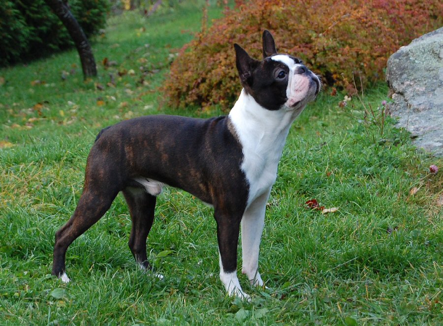 Boston-Terrier1.jpg